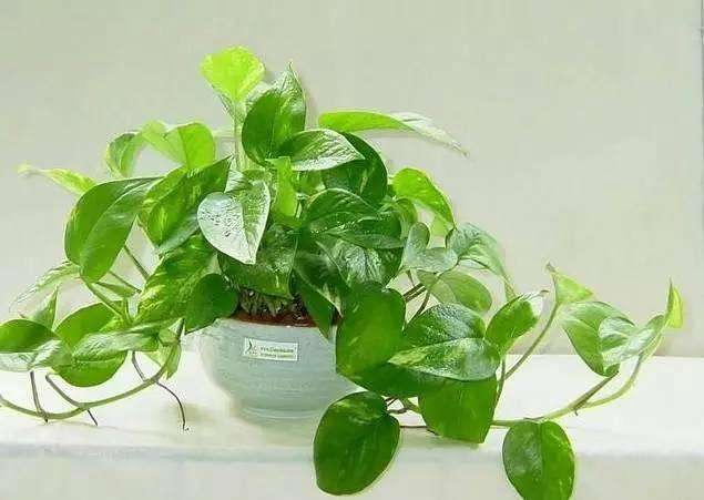 绿萝短时间内对去除甲醛是有一定效果的 绿萝短时间内对去除甲醛是有一定效果的