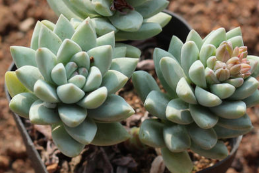 多肉植物能除甲醛吗？装修除甲醛最好方法是什么？ 