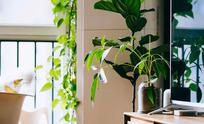 长期宅家,室内甲醛的危害可不能忽视 长期宅家,室内甲醛的危害可不能忽视