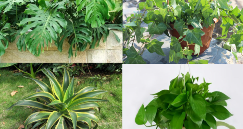 绿植能除甲醛吗