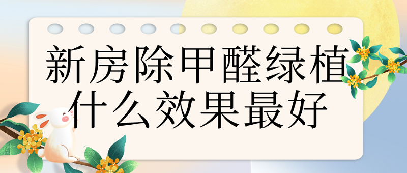 新房除甲醛绿植什么效果最好_?